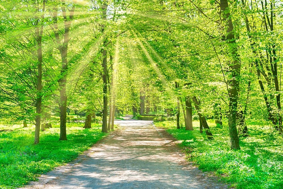 Dirt path winding through a sun-dappled forest with tall trees and green foliage
